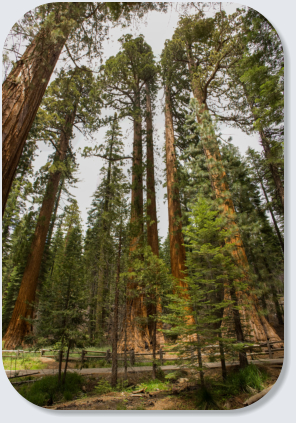 Redwood USA